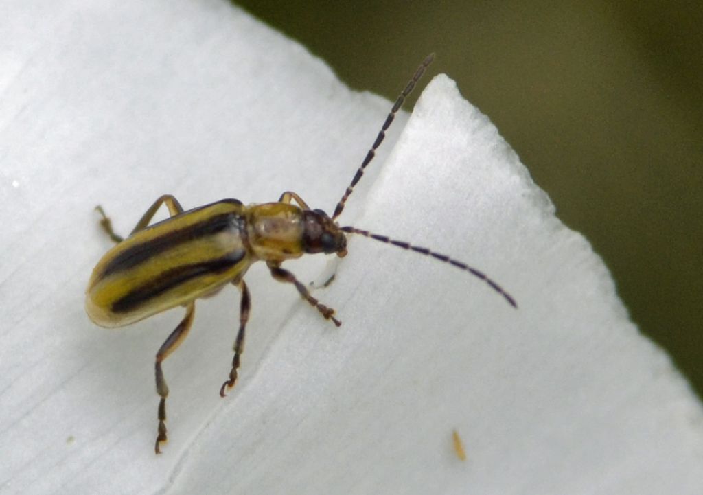 Diabrotica virgifera, Chrysomelidae